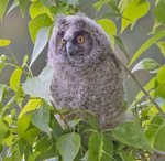 Long Eared Owl chick.