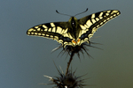 Spanish Swallowtail Butterfly