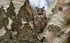 Long-eared Owl