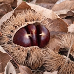 Sweet Chestnut burr (Castanea sativa) split to reveal the chestnuts within. 