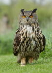Eagle Owl