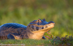 Caiman
