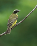Social Flycatcher, Gamboa, Panama