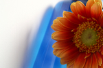 Flowers Set 05 - 15