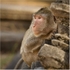 Angkor Wat Ape