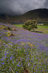 Rannerdale Bluebells