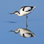 Avocet drinking in the lagoon at Brownsea Island