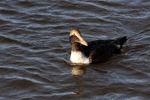 SBD009: Eider duck