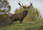 _H5X8940 Red Deer 