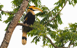 Great Hornbill