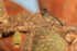 Common Cactus-Finch (female), Santa Fe Island, Galapagos