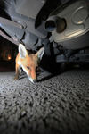 Urban fox, Bristol, Wildlife Photography_0030