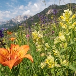 Alpine meadow with Orange lilies (Lilium bulbiferum)  and  blue/purple meadow clary (Salvia pratense)