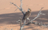Bateleur eagle