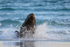 Sea Lion rushes from sea chasing King Penguins, Falklands