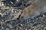 Brown Rat