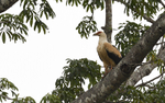 Palm vulture