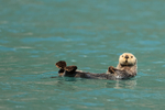 Sea Otter floating, Surprise Inlet, Alaska