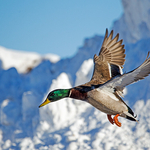 Drake Mallard Landing