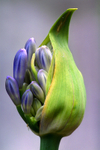 Agapanthus