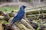 Jackdaw