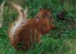 Red Squirrel