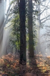 Illuminated Woodland