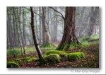 Lornshill woodland