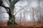 Mist Among the Trees