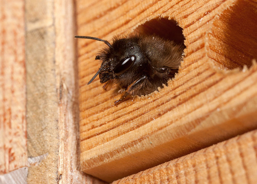 Female in a "Bee Hotel" in my garden. Warwickshire, May 2012.