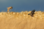 Short-eared Owl chases a Crow, Hawling, Gloucestershire