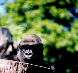 Colour Images portfolio