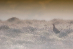 Red Grouse In Mist