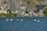 Dalmatian Pelicans