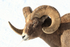 Bighorn Sheep (male) portrait, Yellowstone National Park
