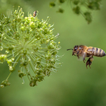 Flight of the Honeybee