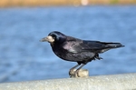 January/February 2020 - Rook