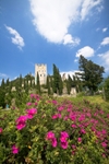 Arco Flowers