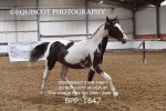 BPP_1647