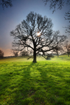 Spring Morning Sunlight.   ref 7136