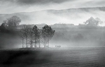 Farmer reillys sheep at sunrise