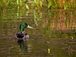 Mallard