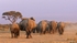 _M7B0117 Amboseli