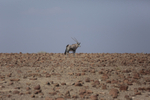 Oryx on the Horizon