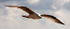 Riding The Wind