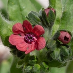 Mountain houndstongue (Cynoglossum montanum) 