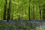Bluebell Glade 1