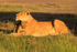 Lioness and cub in early morning sun