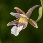 Marsh Helleborine (Epipactis palustris)