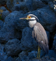 Yellow Crowned Night Heron _0029